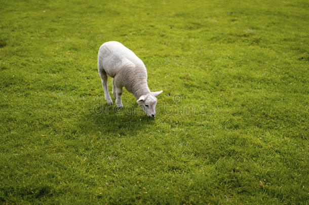 婴儿羔羊面容.漂亮的动物起立草地在约克郡雕塑