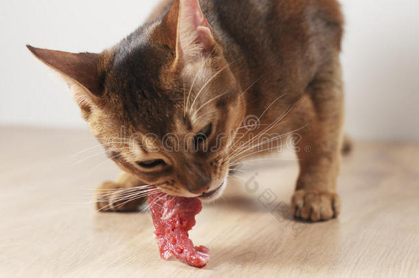 年幼的阿比西尼亚人猫吃肉从表