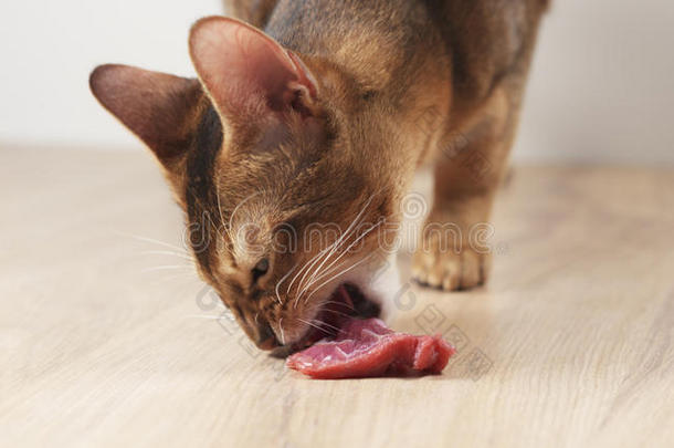 年幼的阿比西尼亚人猫吃肉从表