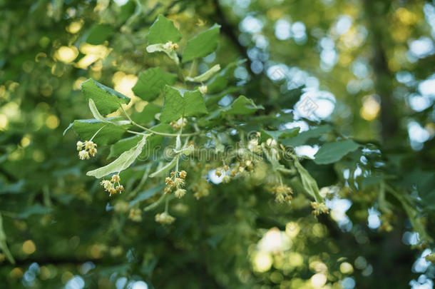 菩提树树花采用和煦的：照到阳光的夏even采用g