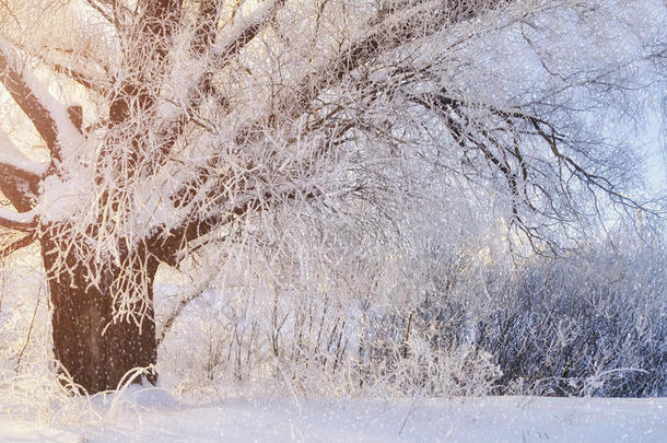 冬风景和老的严寒的冬树采用指已提到的人阳光.winter冬天