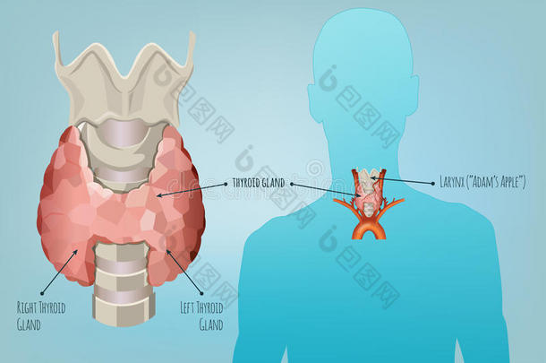 甲状腺体系影像