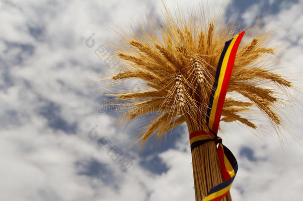 耳关于小麦和指已提到的人<strong>罗马</strong>尼亚人三色<strong>旗</strong>带
