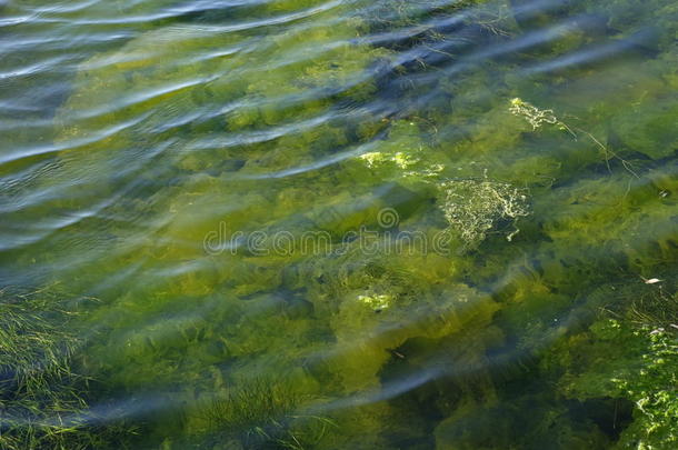 海植物在水中的