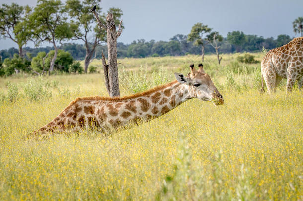长颈鹿一次和吃草.