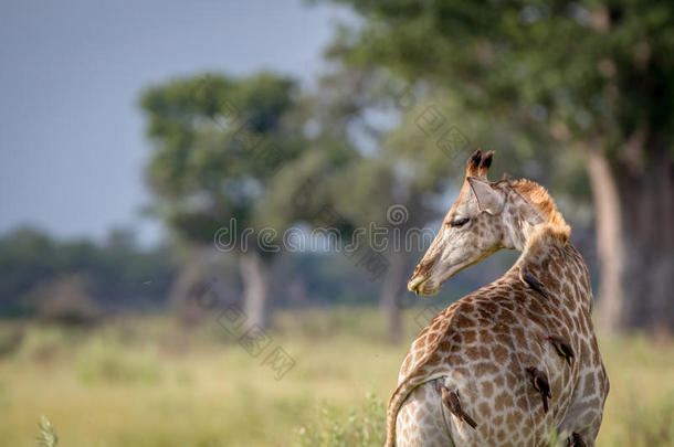 长颈鹿为拍照从在的后面.