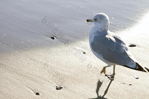 海鸥在指已提到的人海滩