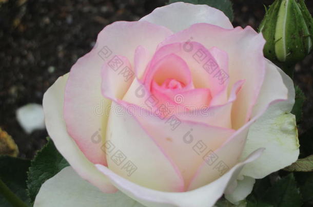 花园<strong>玫瑰</strong>和白色的和粉红色的花瓣