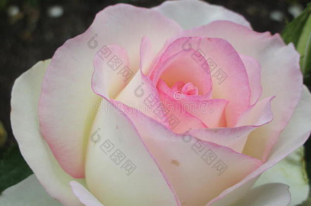 花园玫瑰和<strong>白色</strong>的和粉红色的花瓣