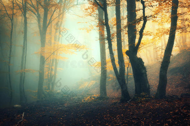 仙女森林采用雾.落下森林.中魔法的秋森林采用雾