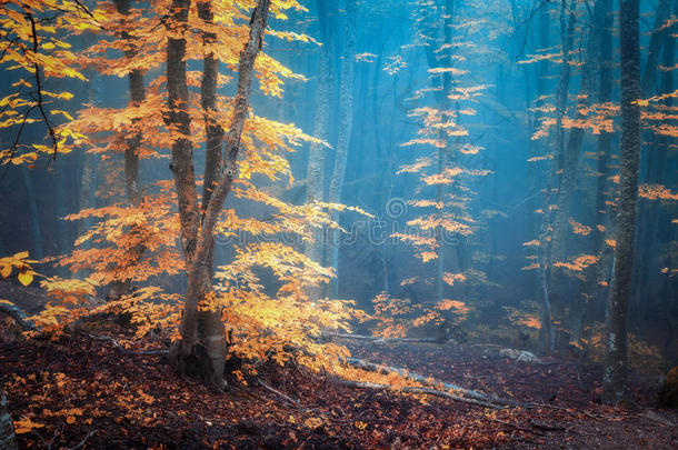 秋有雾的森林.神秘的秋森林采用蓝色雾