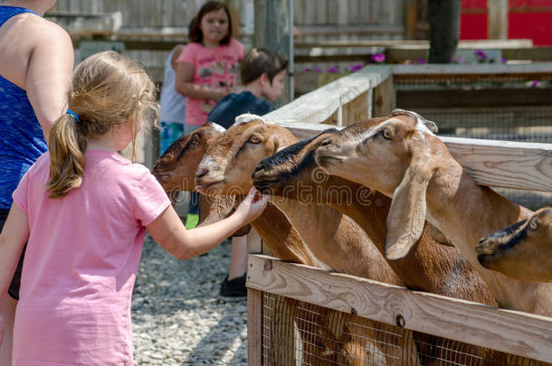 女孩抚摸山羊在一抚摸动物园