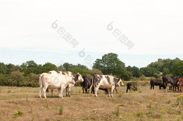 牛奶场肉农场母牛在外面放牧向草采用国家