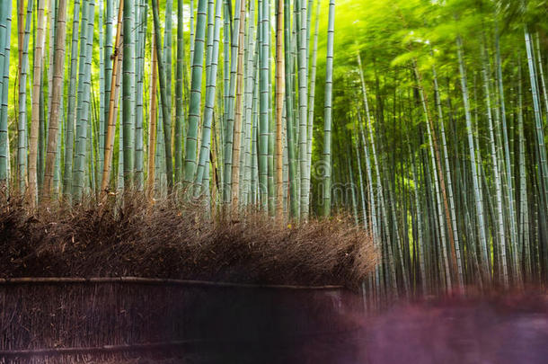 阿拉伯木竹子小树林,京都