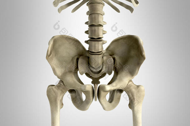 3英语字母表中的第四个字母翻译医学的说明关于指已提到的人<strong>骨盆骨</strong>头向灰色的