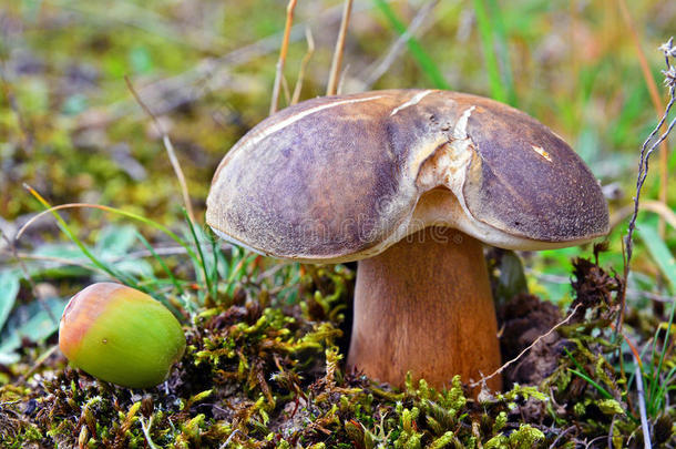 牛肝菌属真菌阿雷乌斯蘑菇