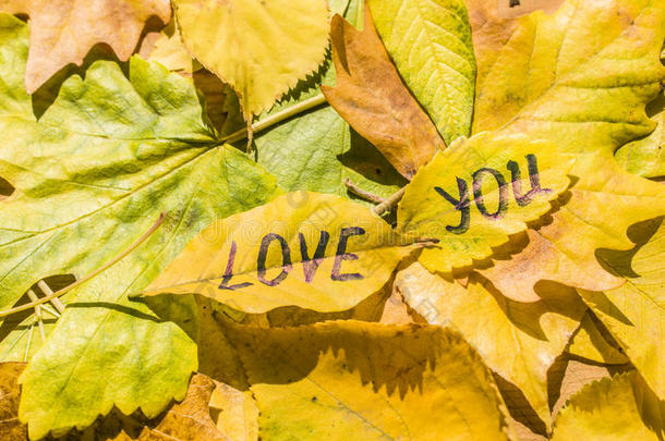 黄色的叶子和一题词爱你