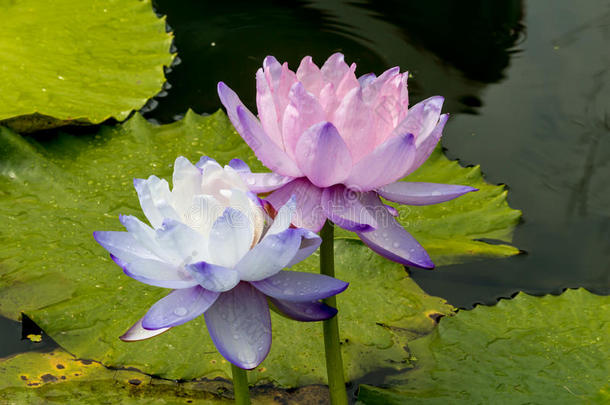 美丽的莲花花是（be的三单形式指已提到的人象征关于指已提到的人佛,泰国.