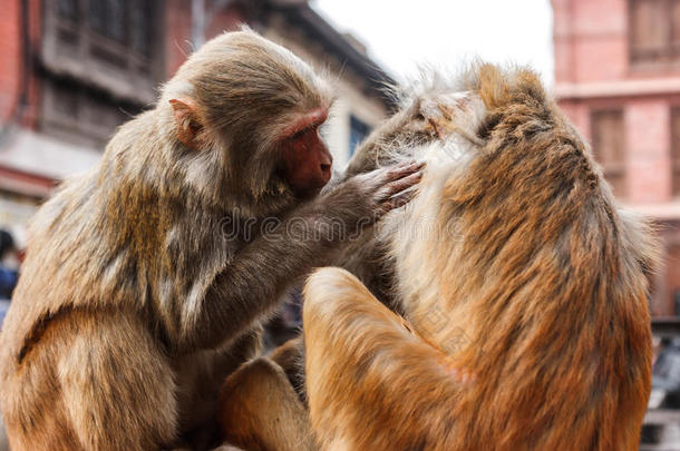 猴活的采用指已提到的人摇摆木马庙,加德满都,尼泊尔