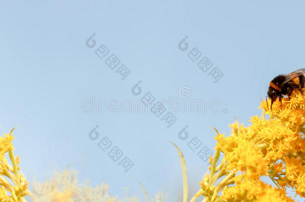 蜂蜜蜜蜂向黄色的花向蓝色背景.复制品空间,选择