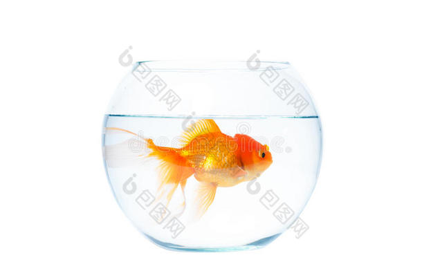 <strong>金</strong>鱼和鱼bowl向指已提到的人白色的背景