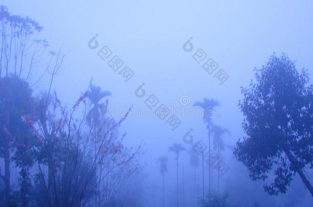 多雾的风景-森林关于手掌树和别的树采用早的