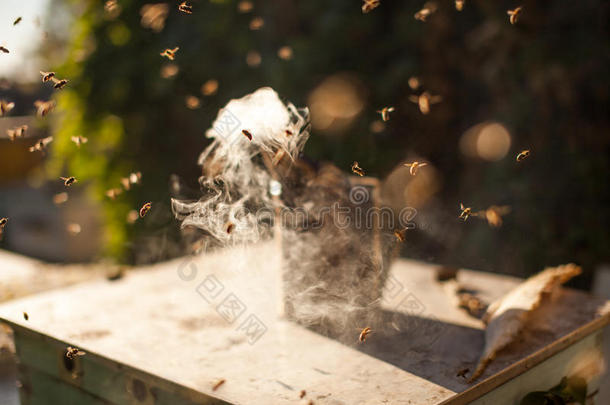 蜜蜂<strong>吸烟</strong>者<strong>吸烟</strong>采用养蜂场共空间季节的蜂蜜蜜蜂蜜蜂