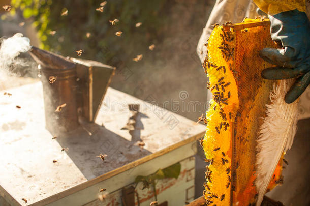 蜜蜂吸烟者吸烟采用养蜂场共空间季节的蜂蜜蜜蜂蜜蜂