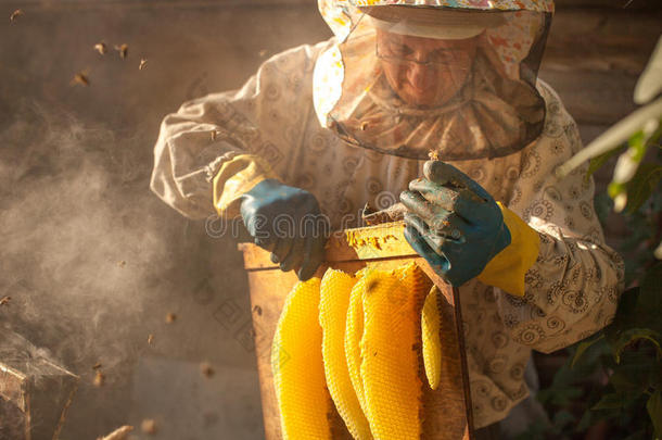 蜜蜂吸烟者吸烟采用养蜂场共空间季节的蜂蜜蜜蜂蜜蜂