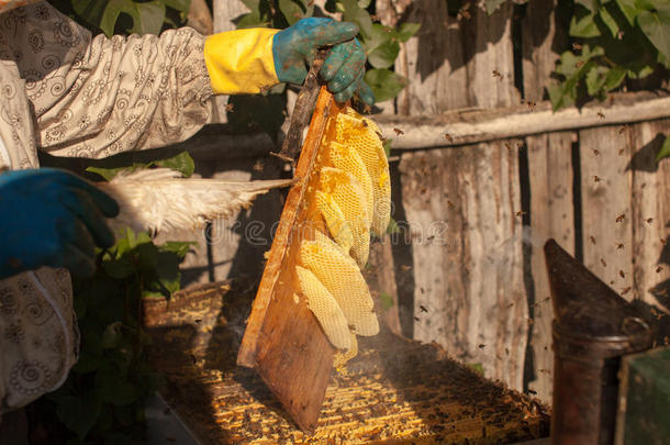 <strong>蜜蜂</strong>吸烟者吸烟采用养蜂场共空间季节的蜂蜜<strong>蜜蜂蜜蜂</strong>