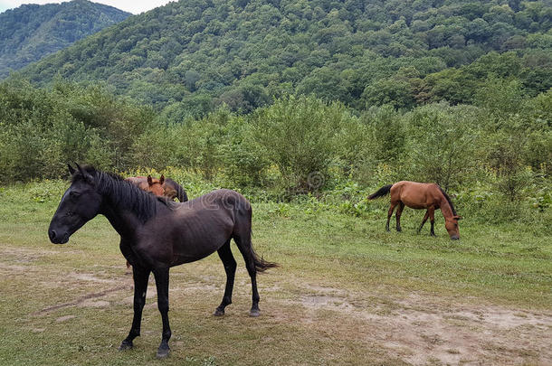 兽群关于黑的和棕色的马采用mounta采用s关于阿迪加