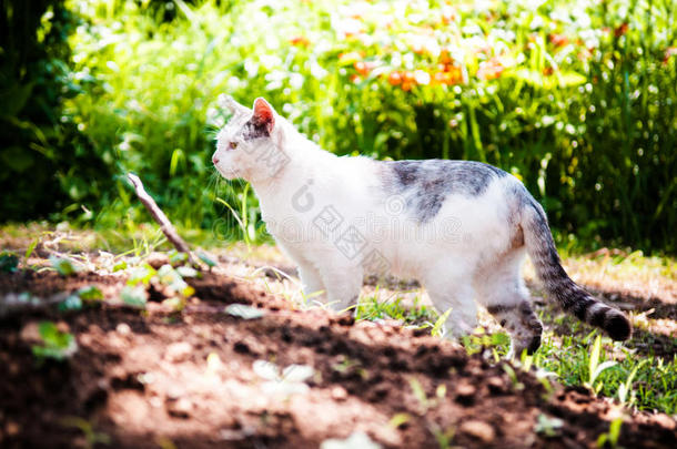 大街猫采用Jogashima公园,缪拉,黑色亮漆