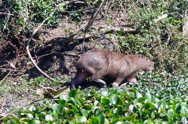 小屋水豚在近处一河,Bolivi一南方Americ一.