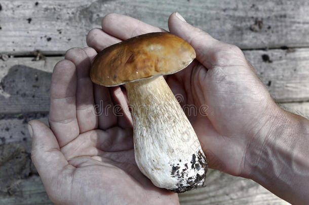 蘑菇采用指已提到的人手