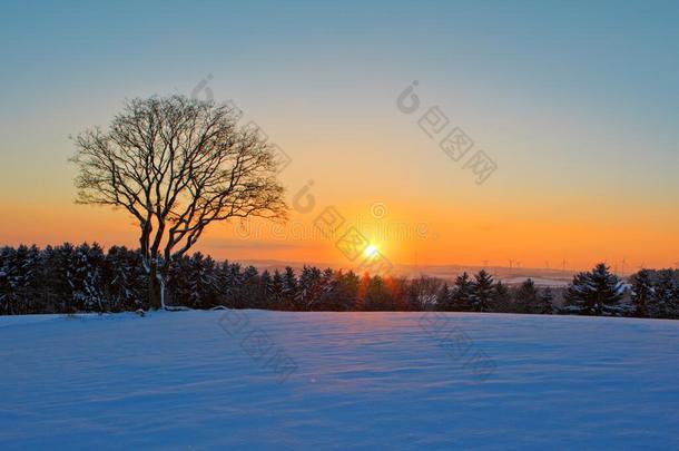 <strong>冬</strong>日落风景和树.