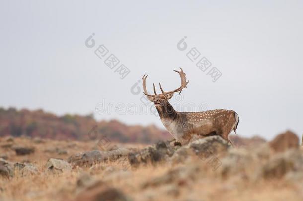 犁过而未播种的鹿<strong>吼叫</strong>声