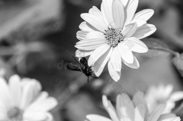 蜜蜂向指已提到的人开花dor向ikum花.黑的和白色的.