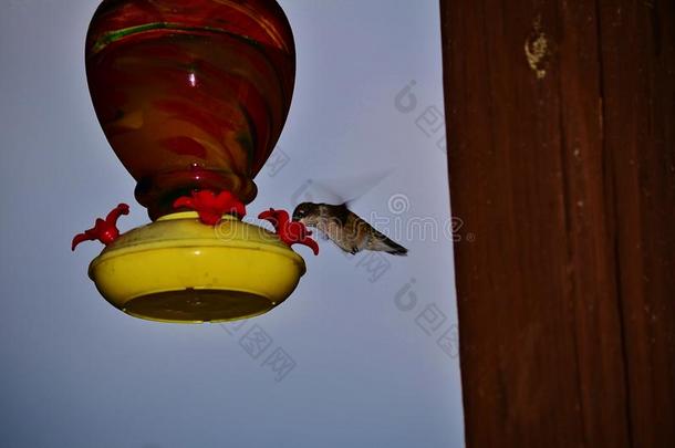 蜂鸟采用飞行