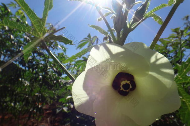 黄秋葵花