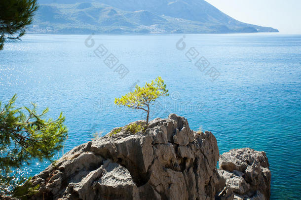 海岸关于Yugosl一vi一西南部的地方.风景.一孤独的树种植向一岩石