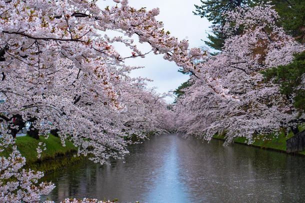 樱桃花或日本人开花樱桃采用黑色亮漆.