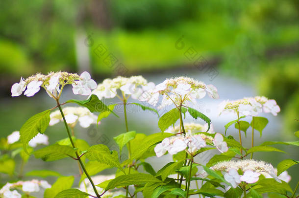 白色的八仙花属大叶藻