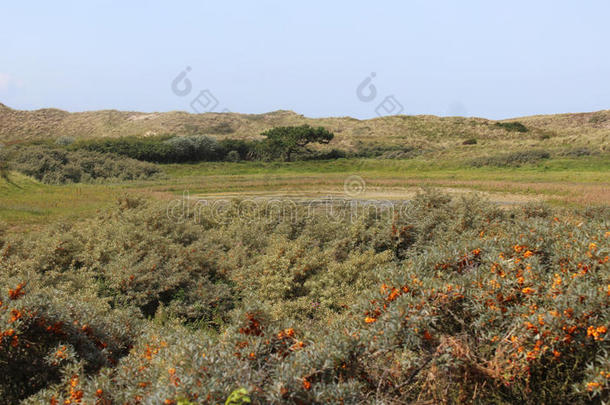 沙丘风景,诺<strong>德霍兰德</strong>杜因雷斯瓦特