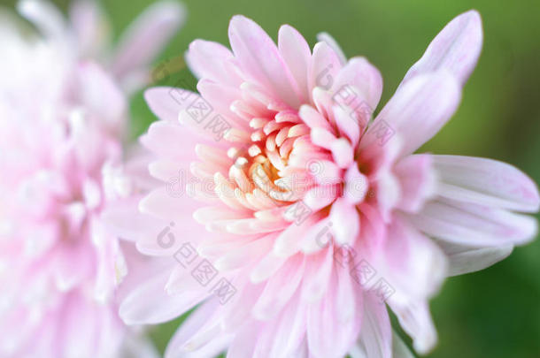 粉红色的菊<strong>花</strong>特写镜头和共空间