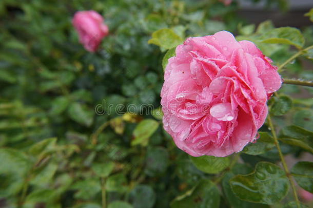 <strong>玫瑰</strong>粉红色的湿的