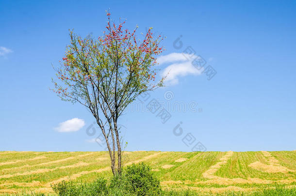 野生的樱桃李子或蔷薇科树铈树