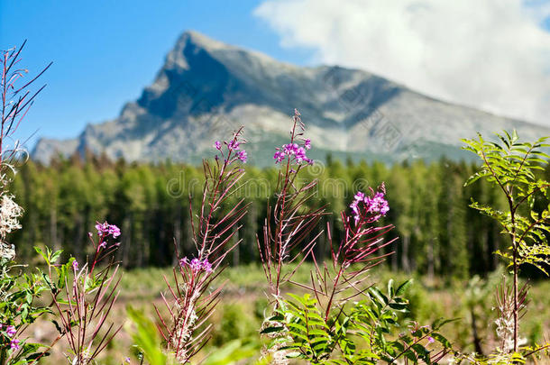 夏季风景和查马尼昂被子植物大家知道的同样地Finland芬兰