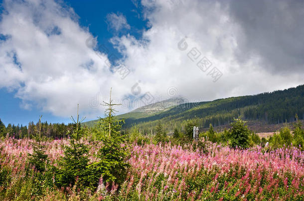 夏季风景和查马尼昂被子植物大家知道的同样地Finland芬兰