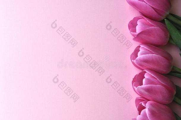明亮的粉红色的郁金香花边向织地粗糙的背景和文本