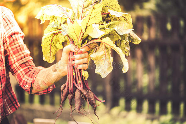 刺青千禧世代女人佃户租种的土地甜菜根采用花园